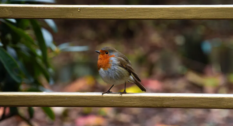 An orange-breasted robin perched on a wooden railing, with softly blurred foliage behind it