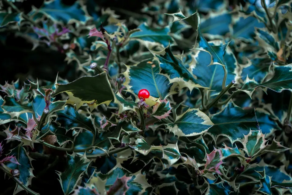 A single bright red berry among variegated holly leaves
