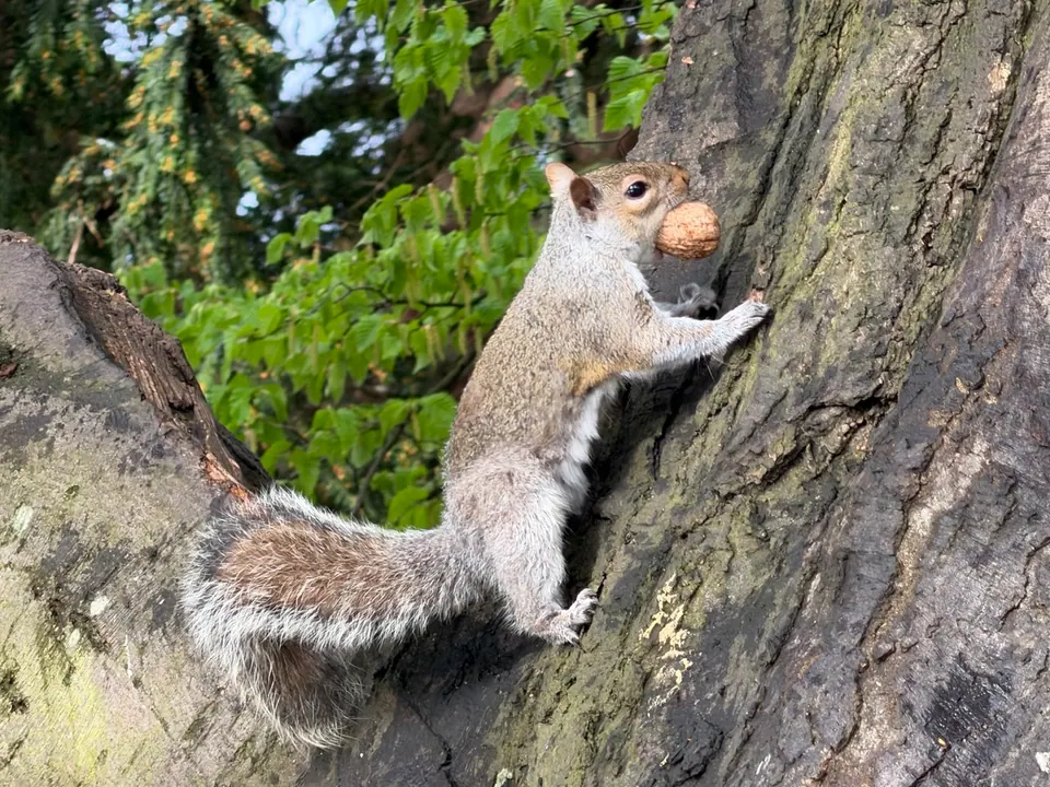 A grey squirrel with a nut looks towards the camera from a tree trunk
