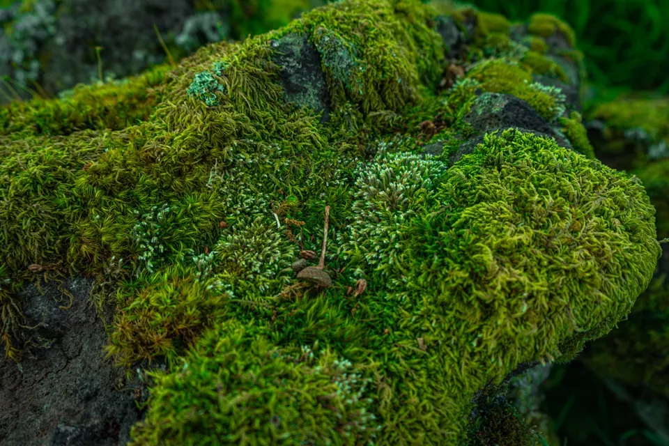 Dense green moss covers the irregular surface of a rock