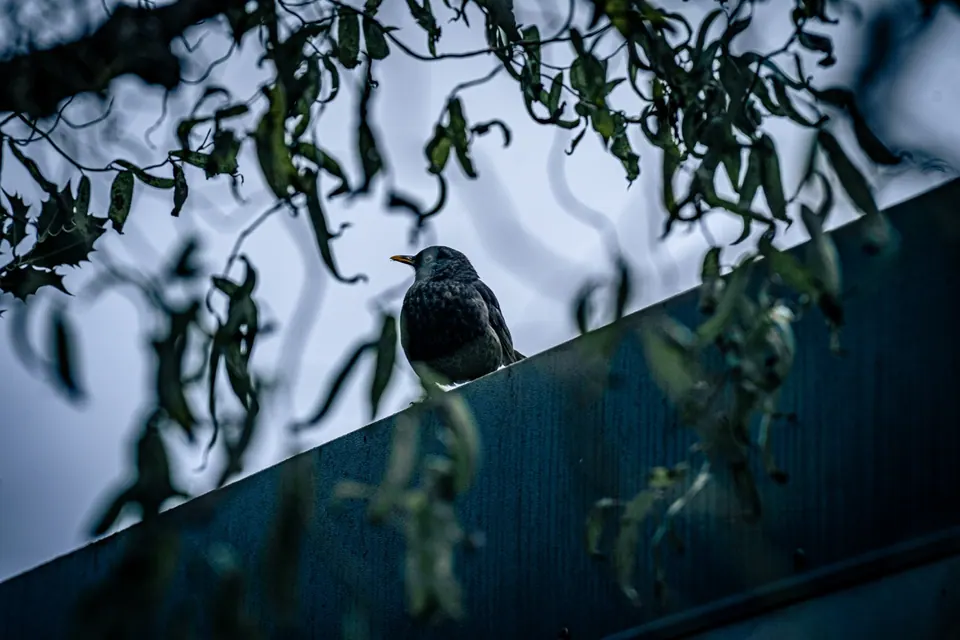 A dark bird sits on a fence beneath hanging branches