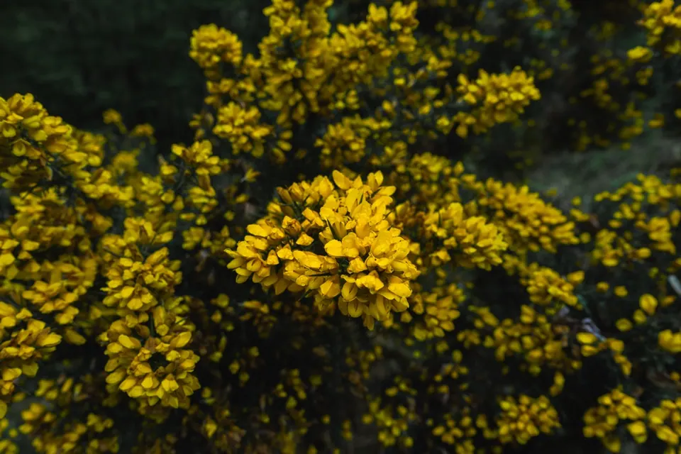 Yellow gorse flowers against dark foliage