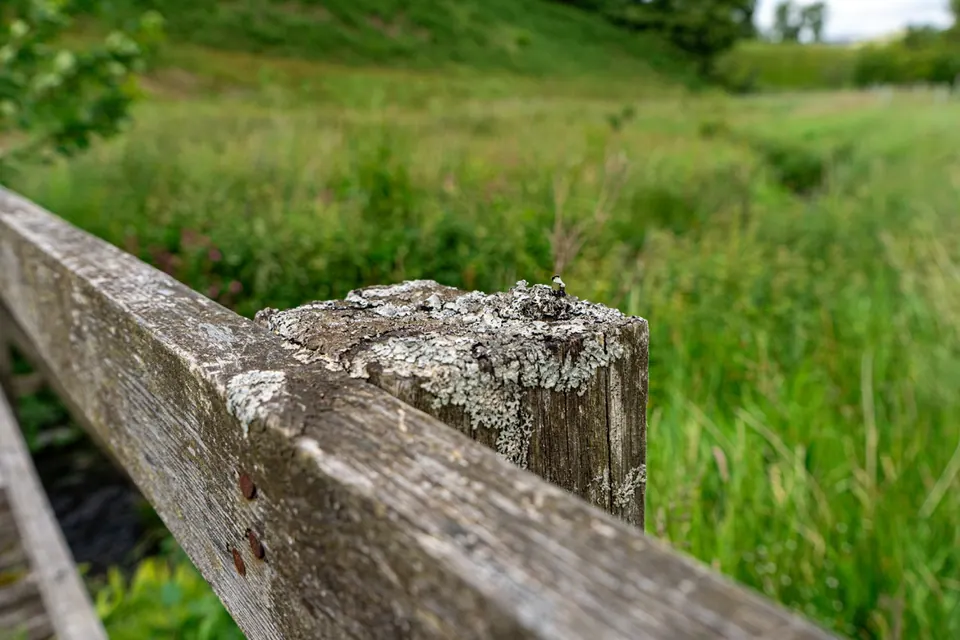 A lichen-covered wooden fence post in green grass
