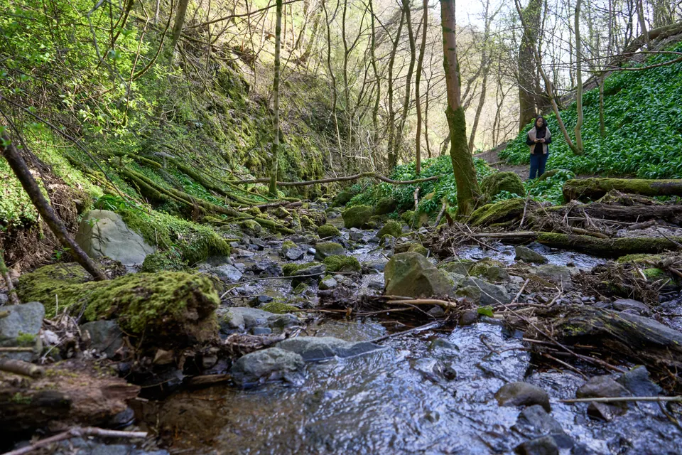 A rocky stream runs through sunlit woodland, with a small figure standing on the far bank.