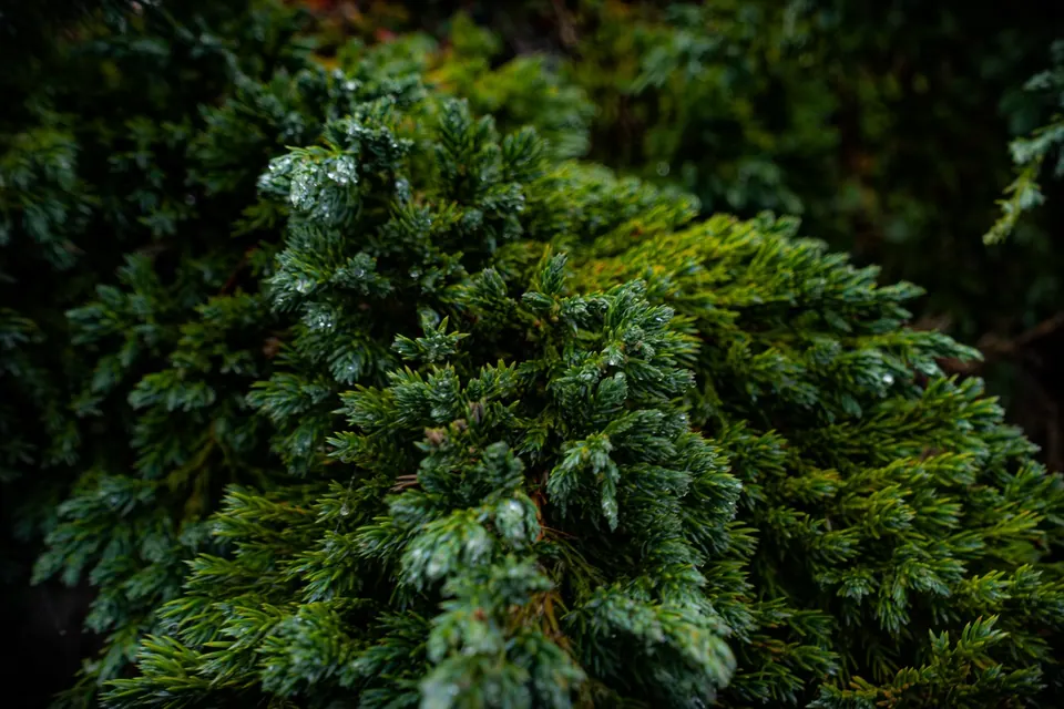 A small lichen-covered stump surrounded by dark green moss