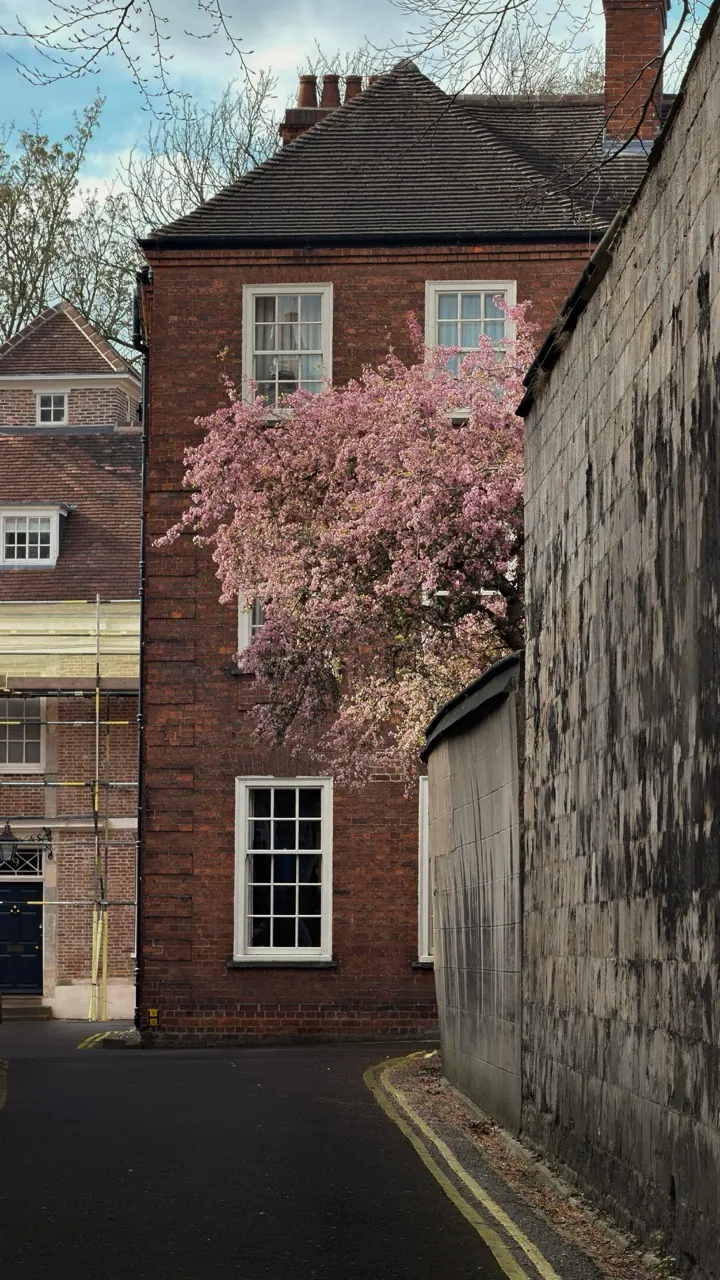 A pink-blossomed tree beside a red brick house at the end of a narrow lane