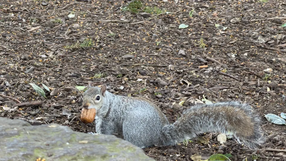 A grey squirrel eats beside a patch of bare earth