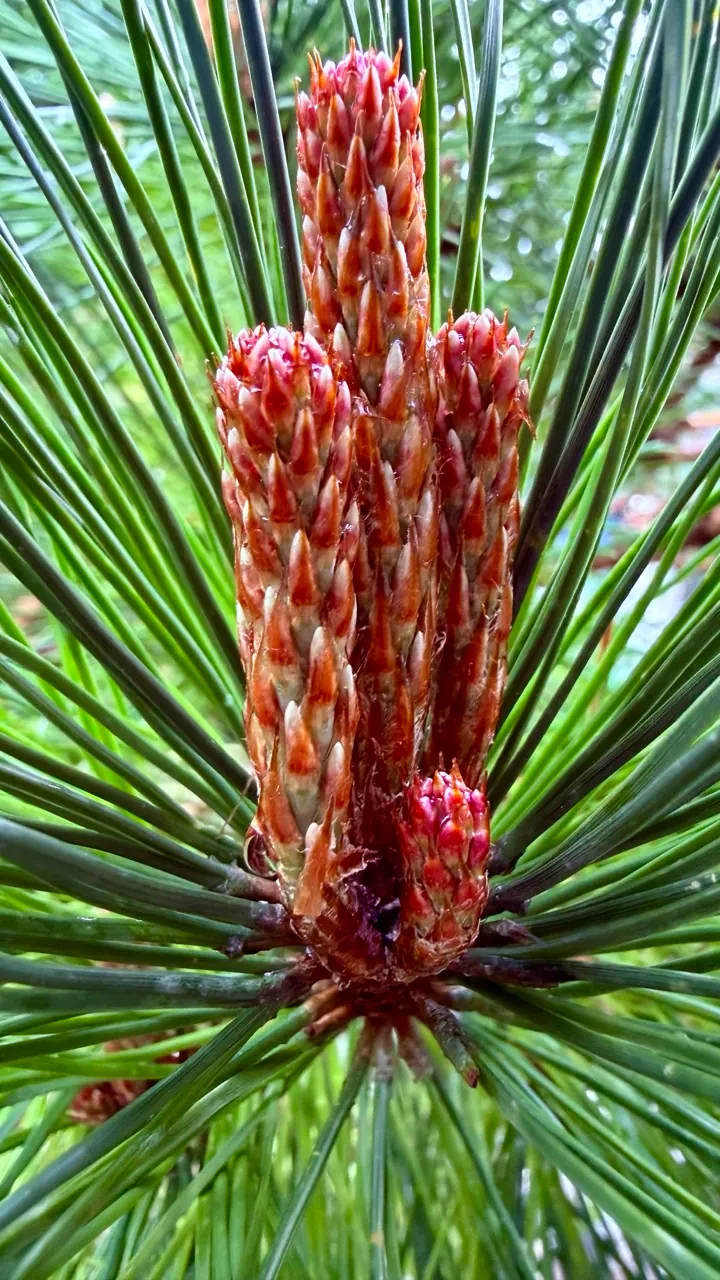 Red new growth rises from a cluster of long green pine needles