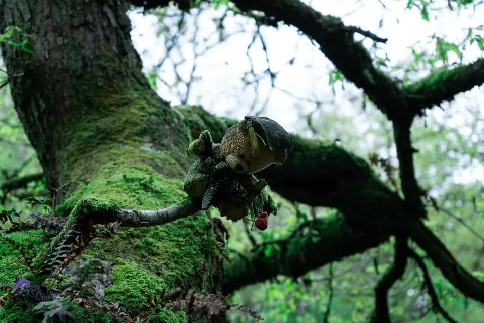 Moss covers twisting branches high in a leafy tree