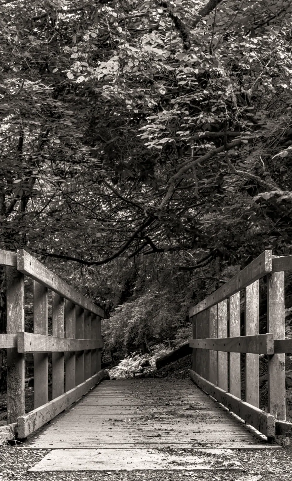 A black-and-white view along a wooden bridge beneath a low twisting tree