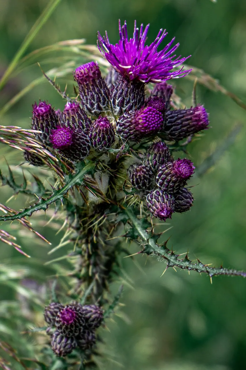 Purple thistle flowers and spiked leaves against a softly blurred green hillside