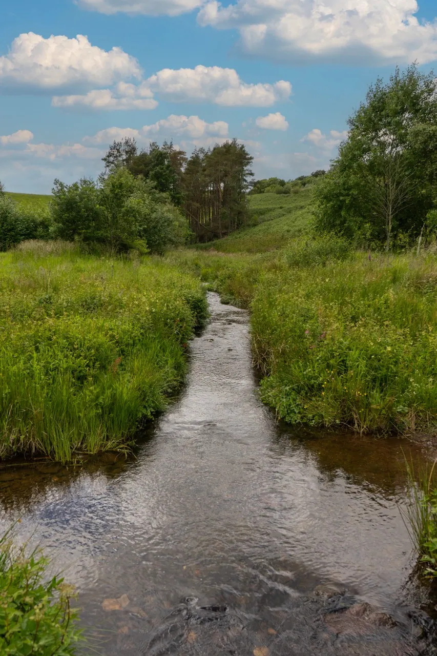 A narrow stream leads through a grassy field towards trees