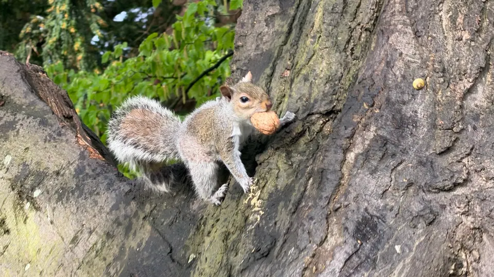 A grey squirrel clings to a large tree trunk, holding a nut