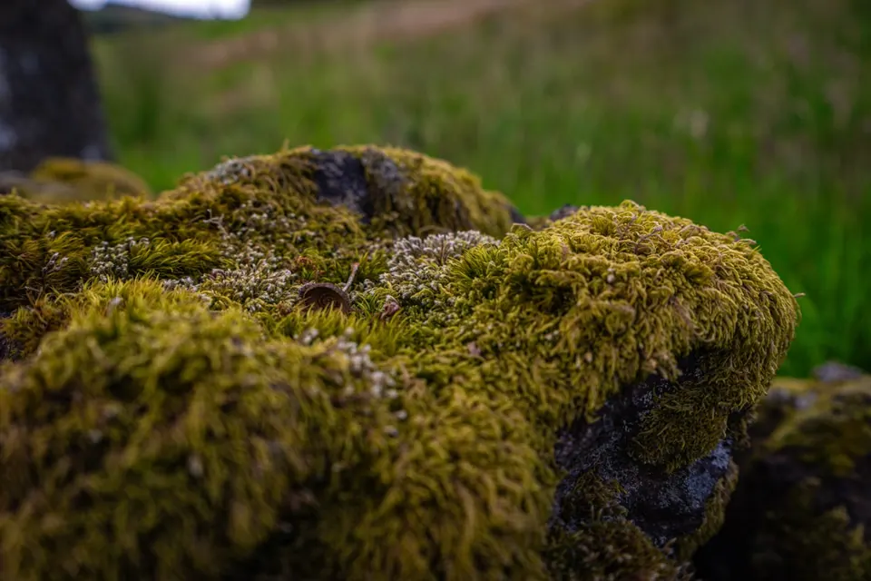 Soft golden-green moss along the top of a stone wall