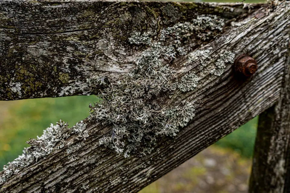 Pale lichen follows the ridges of a weathered tree branch
