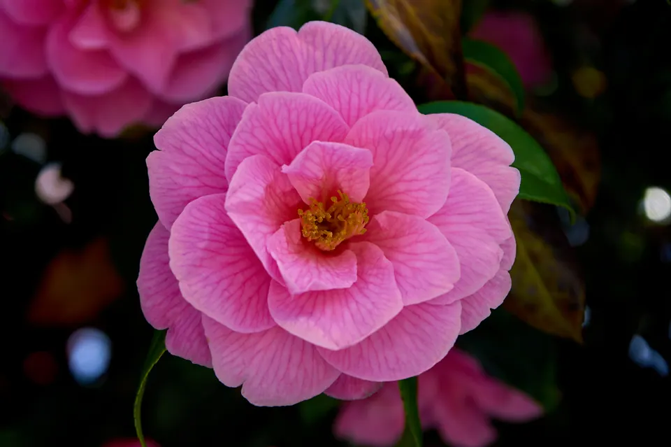 Layers of pink petals surround the yellow centre of a flower against dark leaves.
