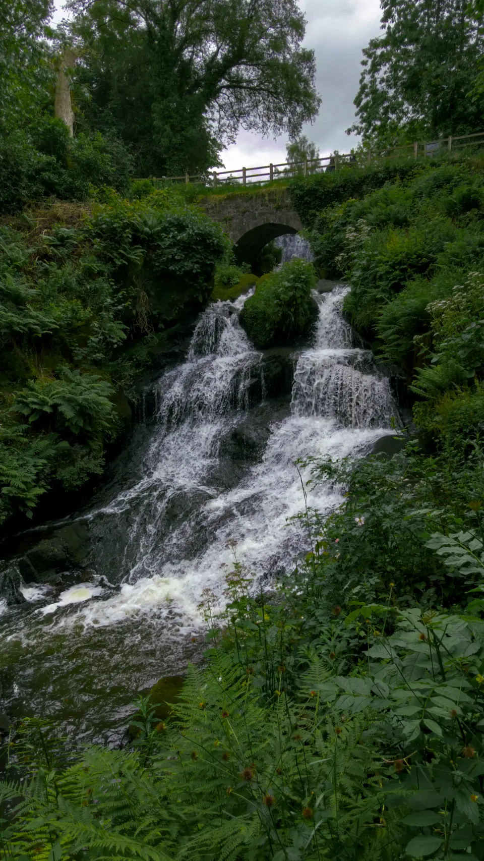 White water flows down several rock steps among dark green foliage