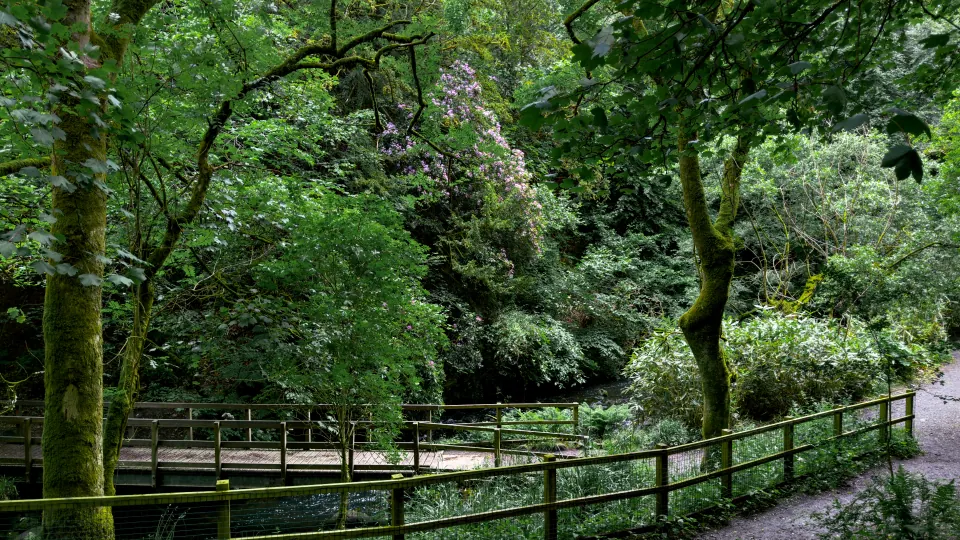 A fenced footpath winds beside a stream beneath mossy trees