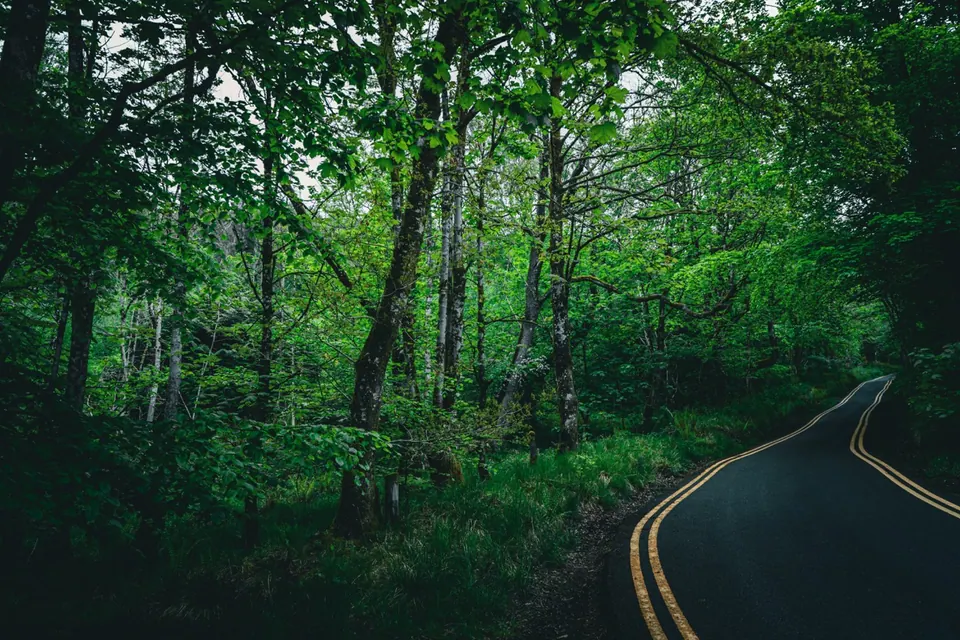 An empty road curves through dense woodland, its double yellow lines leading into the trees