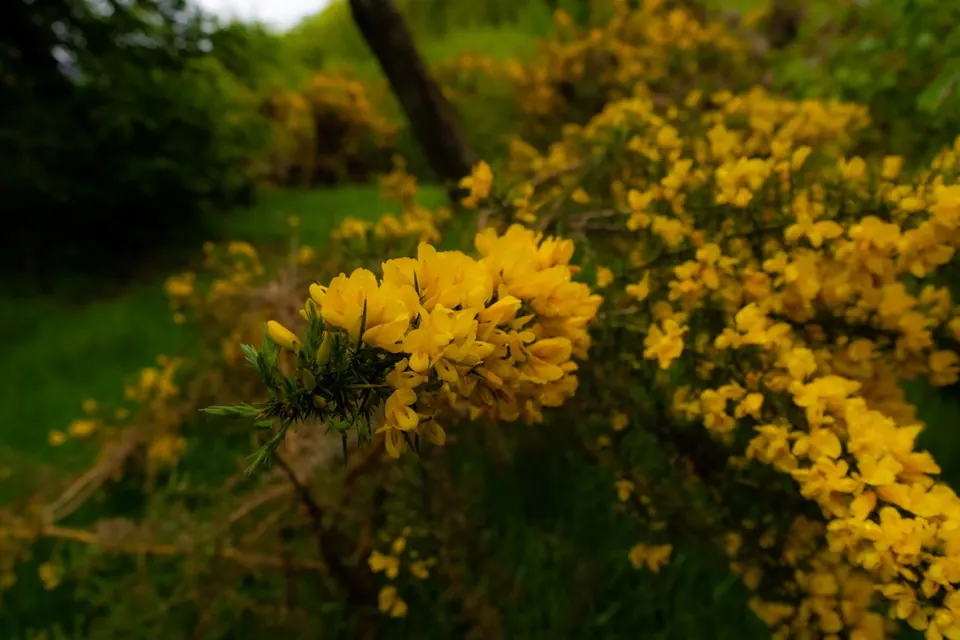 Sunlight catches clusters of yellow flowers among fine green leaves