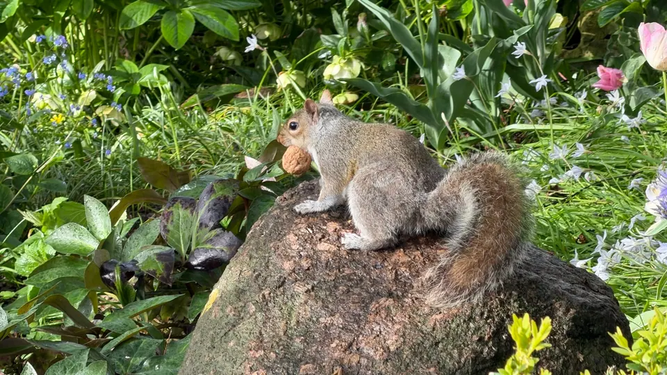 A squirrel rests on a rock amid green leaves and pink flowers