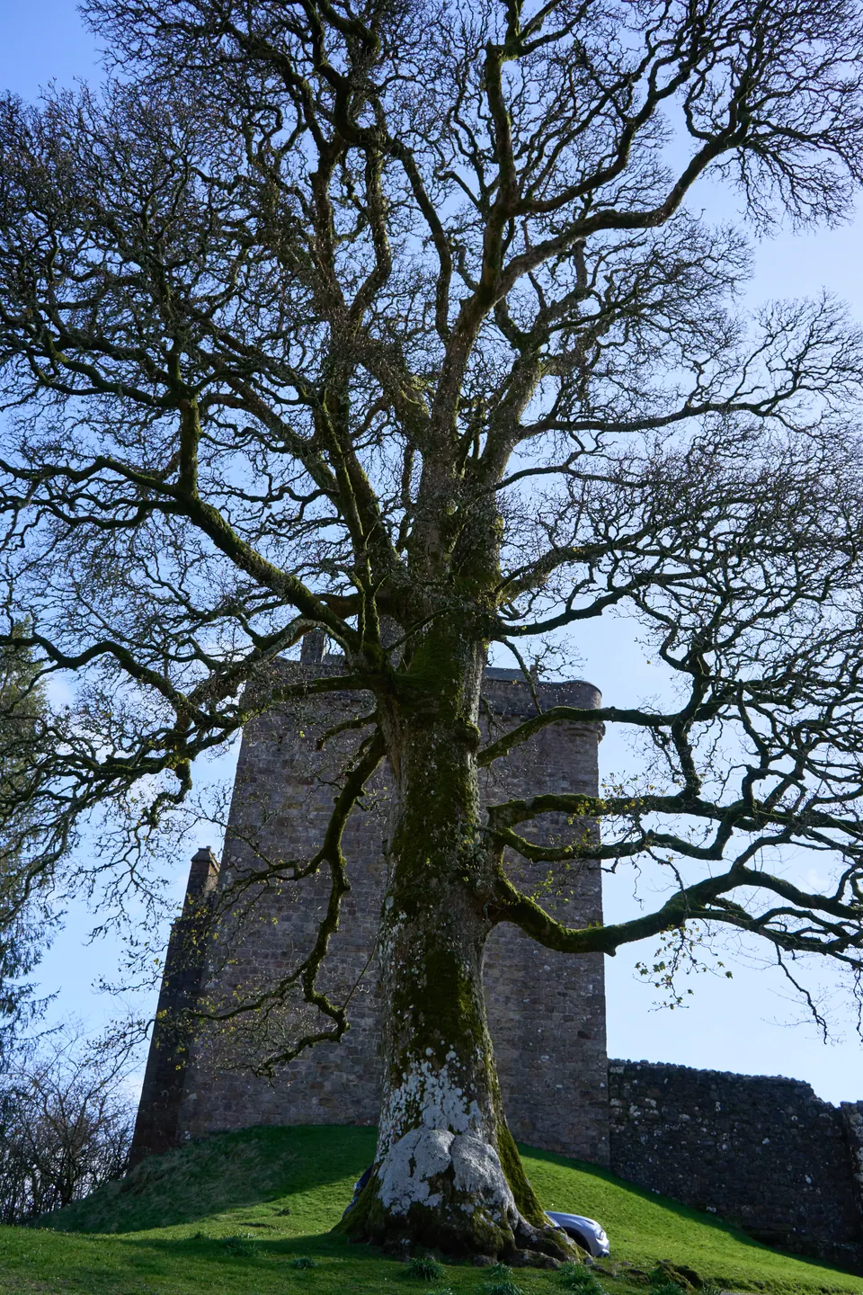 A broad tree spreads bare branches across a stone castle tower beneath a blue sky.