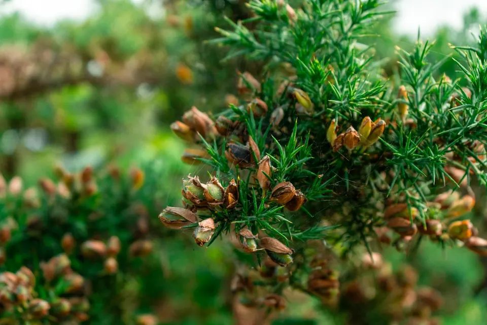 Close view of woody buds and green needles on a branch