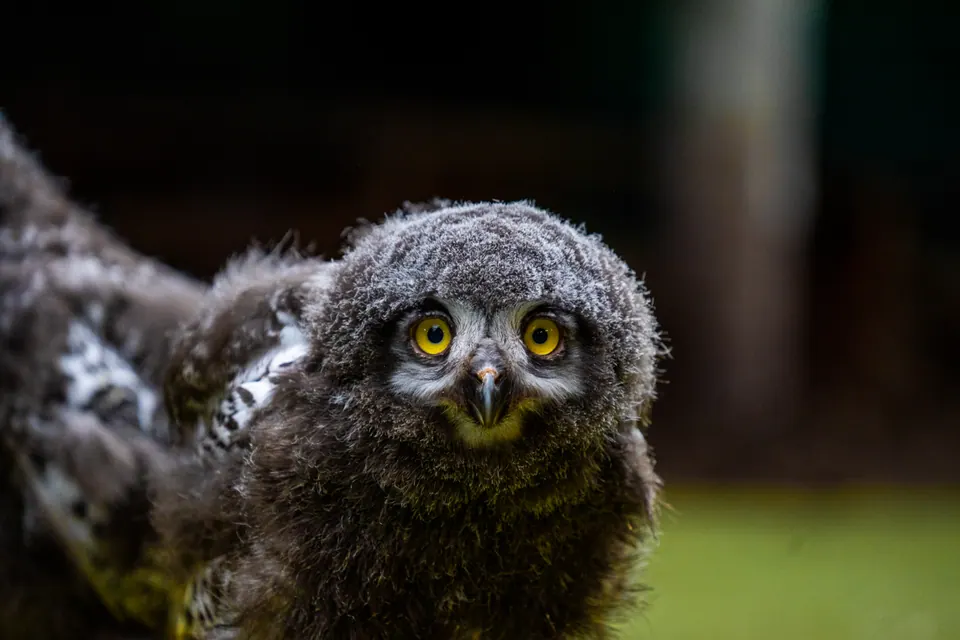 A small grey owl with bright yellow eyes looking towards the camera