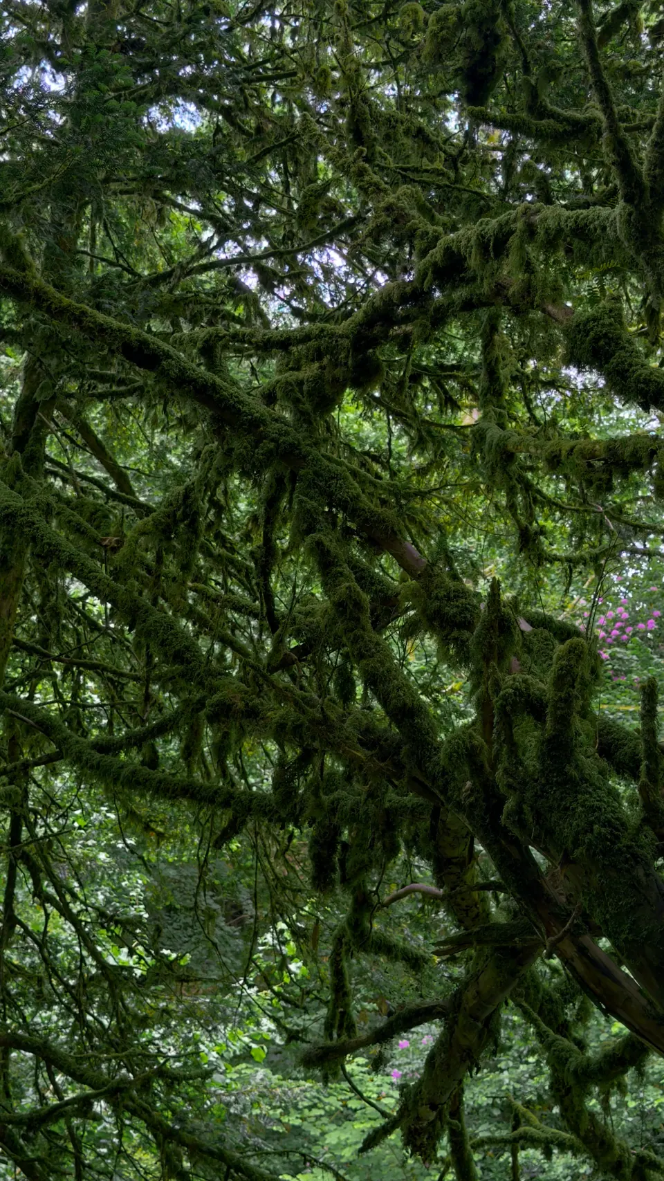 Twisting moss-covered branches fill a dense woodland canopy