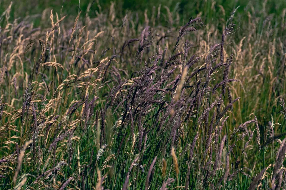 Purple-tipped grasses form a dense pattern in a meadow