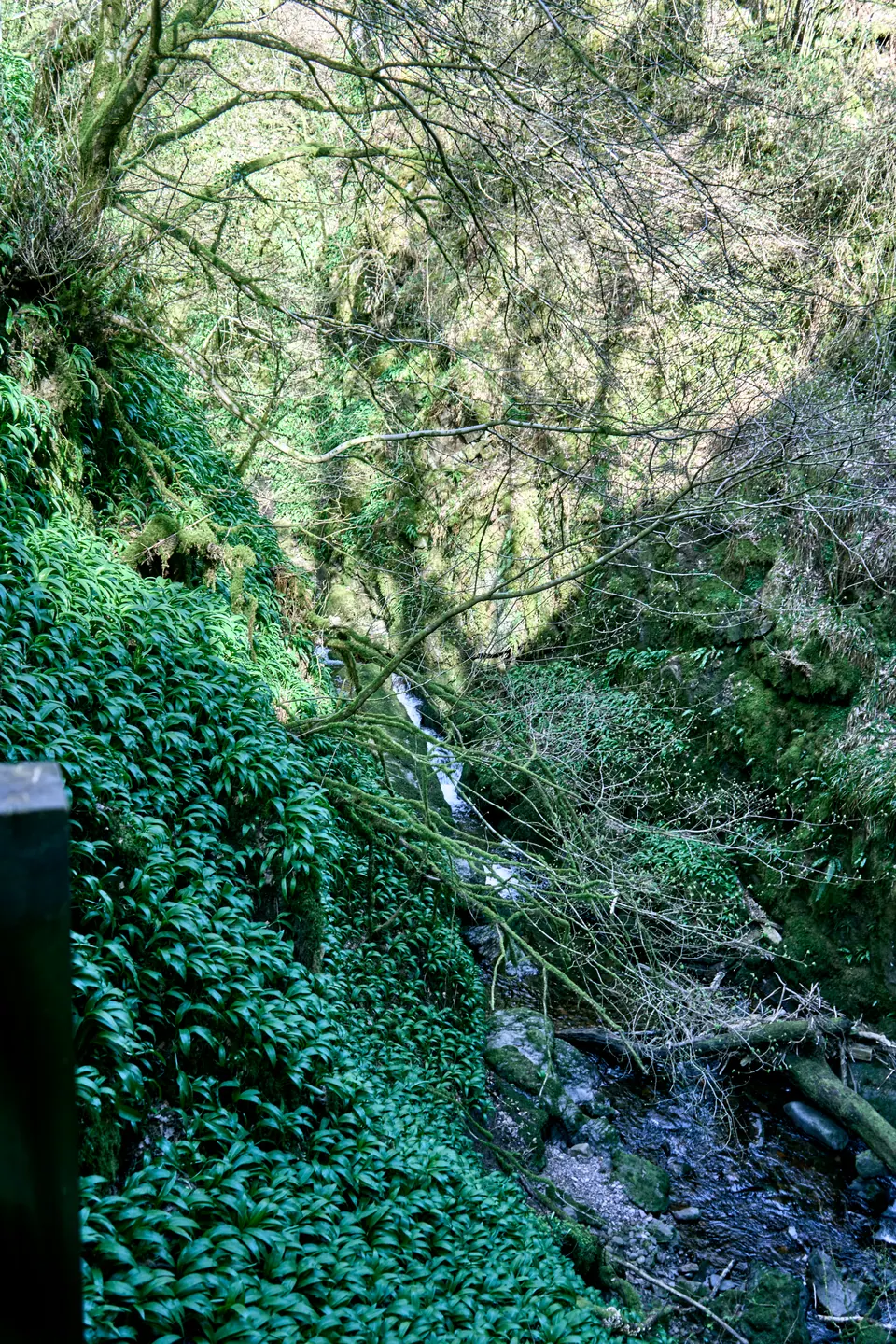A narrow stream cuts through a steep wooded gully covered in green plants.