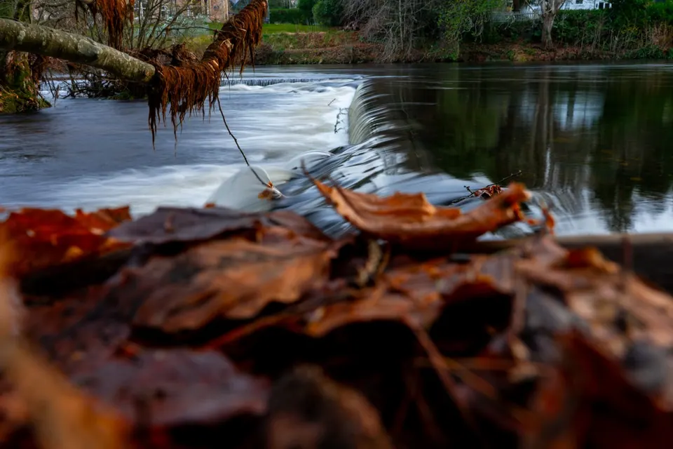 Fallen orange leaves beside still water at the base of a tree