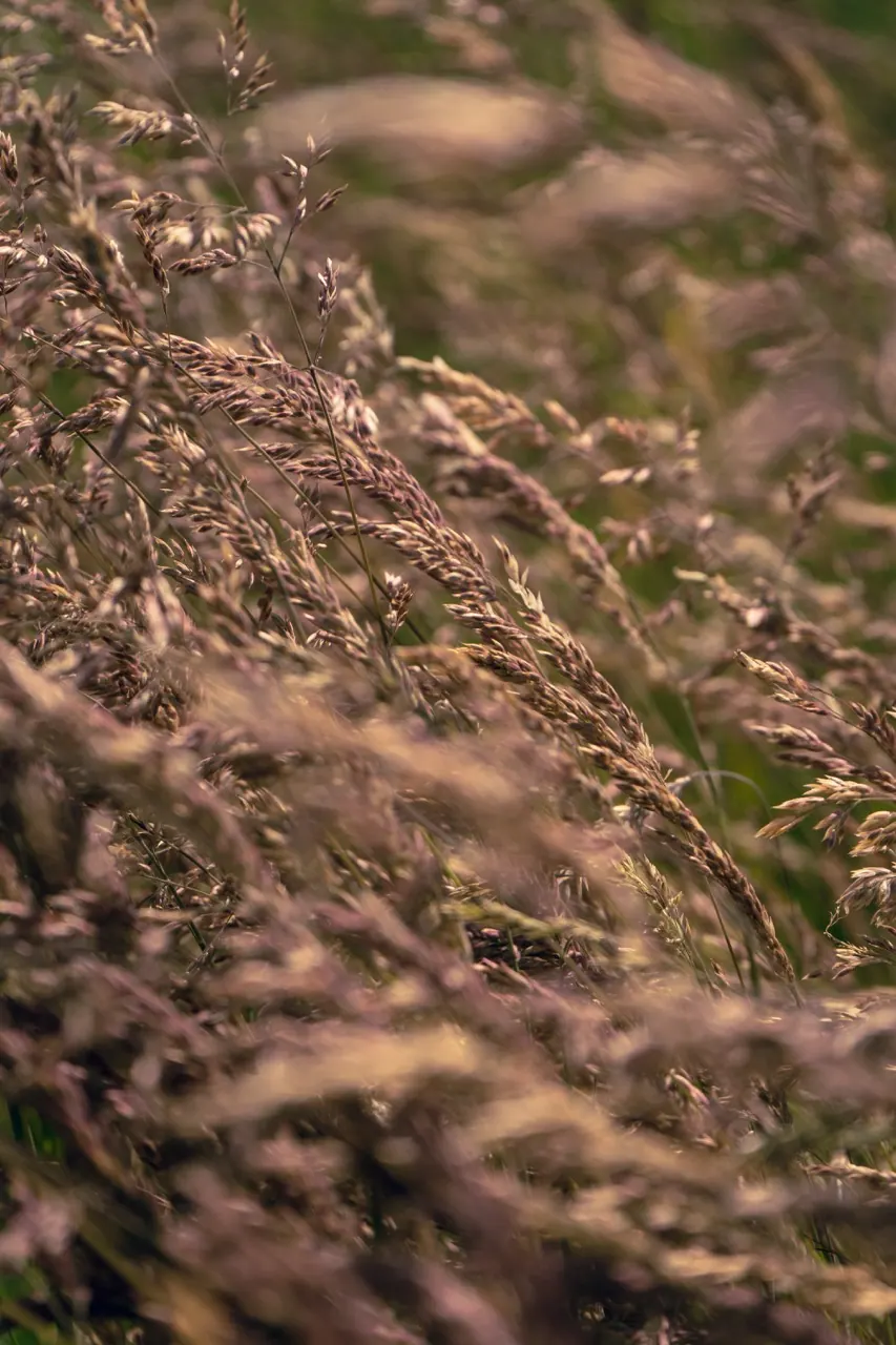 Dry grass seed heads against softly blurred green and brown foliage