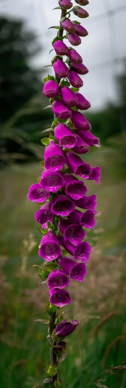 A tall stem of purple foxglove flowers against a green background